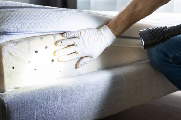 Best Bed Bug Extermination  in Miles, TX